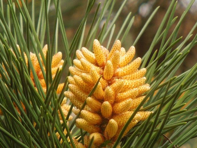 QaQ porgh Damo' ghaH-Cell Pine Pollen 'och tIq ghor