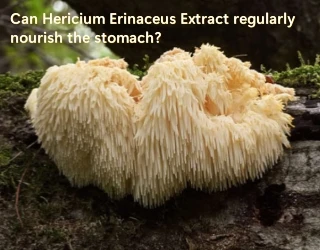 Getur Hericium Erinaceus dregið út magann reglulega?