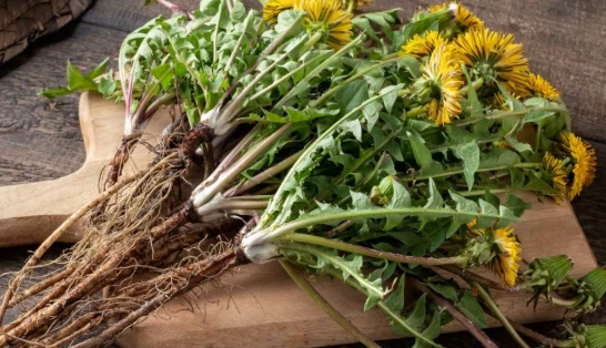 Dandelion Root Extract Dandelion Root Extract